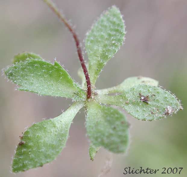 Basal leaves of Spring Draba, Spring Whitlow-grass: Draba verna (Synonyms: Draba verna var. aestivalis, Draba verna var. boerhaavii, Draba verna var. major, Draba verna var. verna, Erophila verna ssp. spathulata, Erophila verna var. praecox, Erophila verna var. verna)