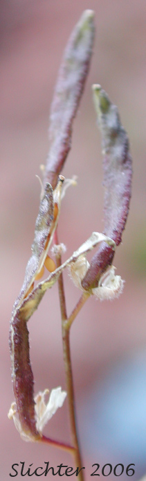 Fruits of Lancefruit Draba, Lancefruit Whitlow-wort, Lancepod Whitlow-grass, Spear-fruited Draba, Twisted Whitlow-grass: Draba lonchocarpa (Synonyms: Draba lonchocarpa var. denudata, Draba lonchocarpa var. lonchocarpa, Draba lonchocarpa var. semitonsa, Draba lonchocarpa var. thompsonii, Draba nivalis, Draba nivalis ssp. lonchocarpa, Draba nivalis var. denudata, Draba nivalis var. elongata, Draba nivalis var. exigua, Draba nivalis var. thompsonii)