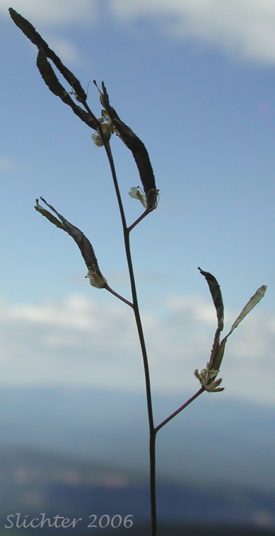 Fruits of Lancefruit Draba, Lancefruit Whitlow-wort, Lancepod Whitlow-grass, Spear-fruited Draba, Twisted Whitlow-grass: Draba lonchocarpa (Synonyms: Draba lonchocarpa var. denudata, Draba lonchocarpa var. lonchocarpa, Draba lonchocarpa var. semitonsa, Draba lonchocarpa var. thompsonii, Draba nivalis, Draba nivalis ssp. lonchocarpa, Draba nivalis var. denudata, Draba nivalis var. elongata, Draba nivalis var. exigua, Draba nivalis var. thompsonii)