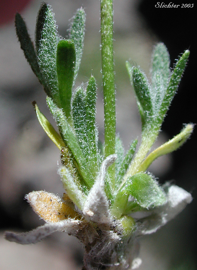 Leaves of Payson's Draba, Payson's Whitlow-grass: Trelease's Whitlow Grass: Draba novolympica (Synonyms: Draba paysonii, Draba paysonii var. treleasei, Draba paysonii var. treleasii)