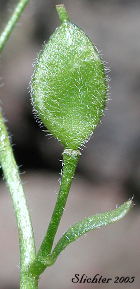 Fruit of Payson's Draba, Payson's Whitlow-grass: Trelease's Whitlow Grass: Draba novolympica (Synonyms: Draba paysonii, Draba paysonii var. treleasei, Draba paysonii var. treleasii)