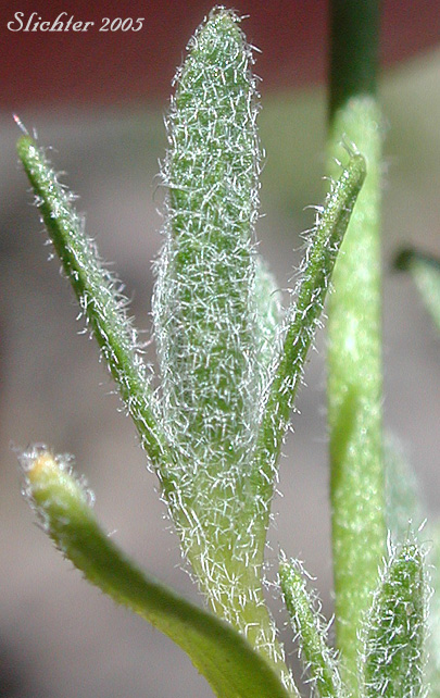 Leaves of Payson's Draba, Payson's Whitlow-grass: Trelease's Whitlow Grass: Draba novolympica (Synonyms: Draba paysonii, Draba paysonii var. treleasei, Draba paysonii var. treleasii)