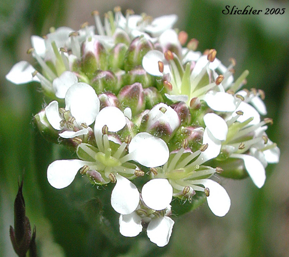 Close-up of the inflorescence of Purpleanther Field Pepperweed, Purple Anther Field Pepperweed, Smith's Pepperwort: Lepidium heterophyllum (Synonym: Lepidium smithii)