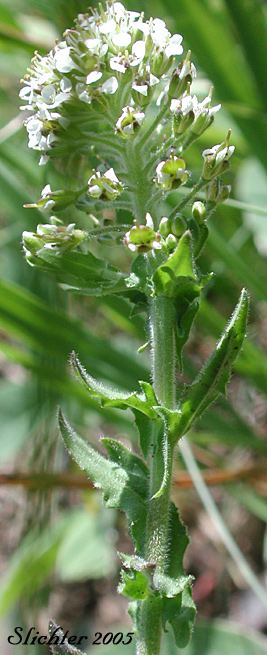 Close-up sideview of the inflorescence and upper stem leaves of Purpleanther Field Pepperweed, Purple Anther Field Pepperweed, Smith's Pepperwort: Lepidium heterophyllum (Synonym: Lepidium smithii)
