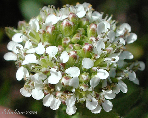 Close-up of the inflorescence of Purpleanther Field Pepperweed, Purple Anther Field Pepperweed, Smith's Pepperwort: Lepidium heterophyllum (Synonym: Lepidium smithii)