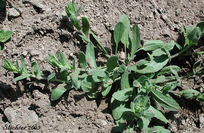 Close-up of the basal leaves and several stems of Purpleanther Field Pepperweed, Purple Anther Field Pepperweed, Smith's Pepperwort: Lepidium heterophyllum (Synonym: Lepidium smithii)