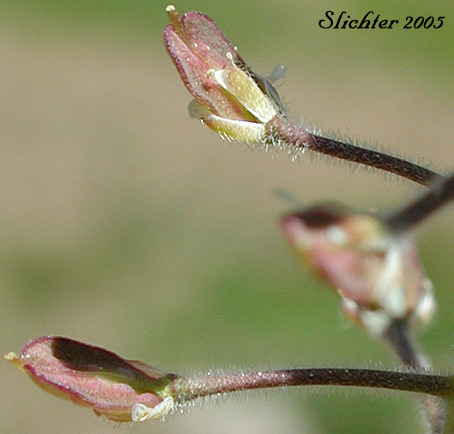 Close-up of the fruits of Purpleanther Field Pepperweed, Purple Anther Field Pepperweed, Smith's Pepperwort: Lepidium heterophyllum (Synonym: Lepidium smithii)