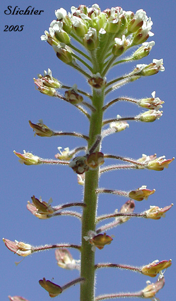 Close-up sideview of the inflorescence of Purpleanther Field Pepperweed, Purple Anther Field Pepperweed, Smith's Pepperwort: Lepidium heterophyllum (Synonym: Lepidium smithii)