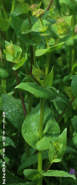 Clasping-leaved Peppergrass, Clasping Peppergrass, Pepperwort, Round-leaved Peppergrass, Yellow-flowered Peppergrass: Lepidium perfoliatum (Synonym: Nasturtium perfoliatum)