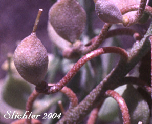 Fruits of Western Bladderpod: Physaria occidentalis ssp. occidentalis (Synonyms: Lesquerella cusickii, Lesquerella occidentalis ssp. cusickii, Lesquerella occidentalis ssp. occidentalis, Lesquerella occidentalis var. cusickii, Lesquerella occidentalis var. occidentalis) 