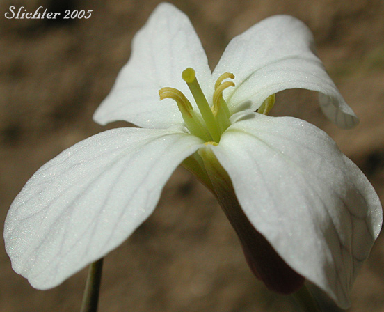 Flower of Cultivated Radish, Garden Radish, Wild Radish: Raphanus sativus (Synonym: Raphanus raphanistrum var. sativus)