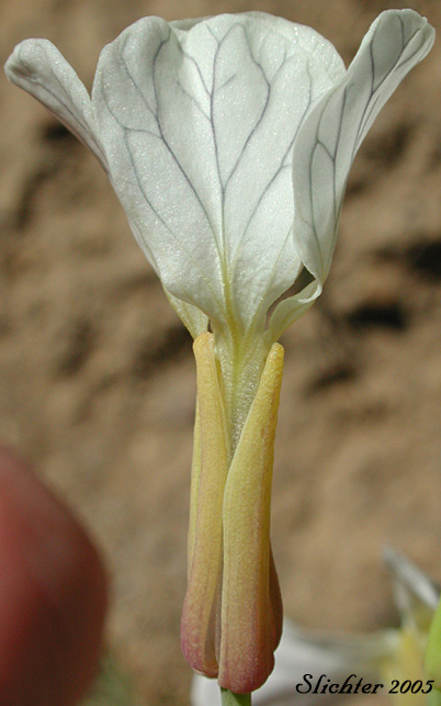 Sepals and petals of Cultivated Radish, Garden Radish, Wild Radish: Raphanus sativus (Synonym: Raphanus raphanistrum var. sativus)