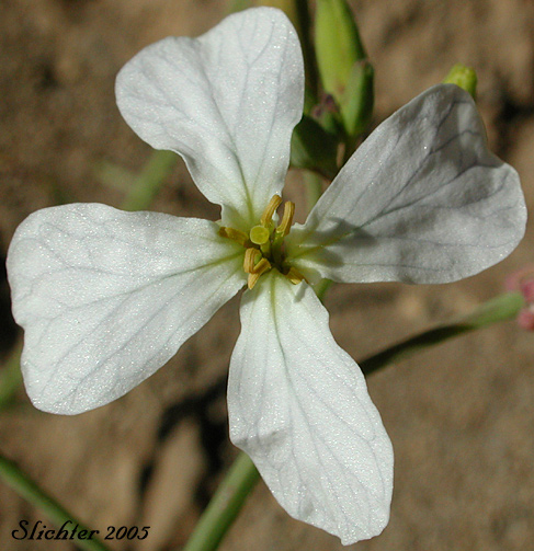 Flower of Cultivated Radish, Garden Radish, Wild Radish: Raphanus sativus (Synonym: Raphanus raphanistrum var. sativus)