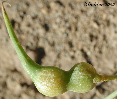 Fruit of Cultivated Radish, Garden Radish, Wild Radish: Raphanus sativus (Synonym: Raphanus raphanistrum var. sativus)