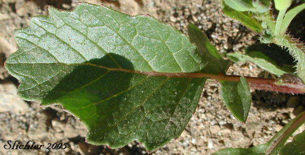 Leaf of Cultivated Radish, Garden Radish, Wild Radish: Raphanus sativus (Synonym: Raphanus raphanistrum var. sativus)
