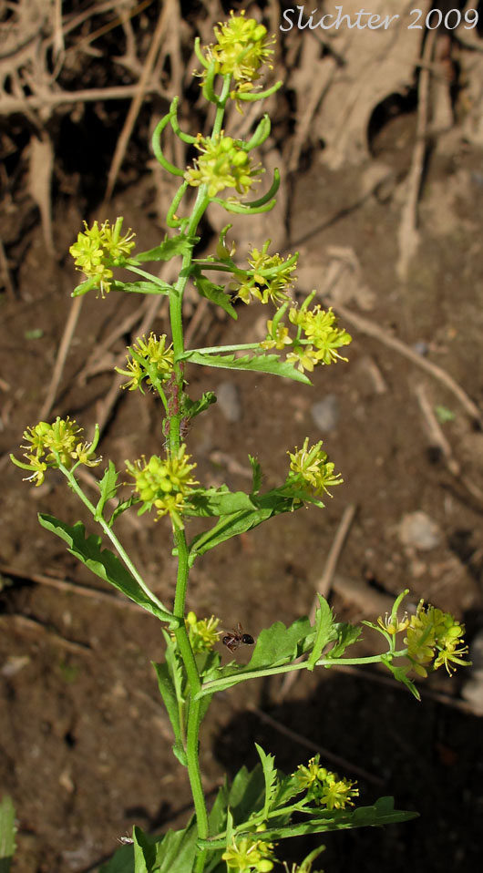 Leafy inflorescence of </div>