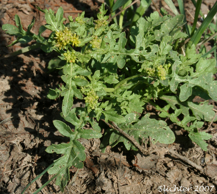 Curvepod Yellowcress, Western Yellowcress: Rorippa curvisiliqua (Synonyms: Rorippa curvisiliqua var. curvisiliqua, Rorippa curvisiliqua var. lyrata, Rorippa curvisiliqua var. nuttallii, Rorippa curvisiliqua var. orientalis, Rorippa curvisiliqua var. procumbens, Rorippa curvisiliqua var. spatulata)