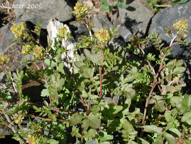 Curvepod Yellowcress, Western Yellowcress: Rorippa curvisiliqua (Synonyms: Rorippa curvisiliqua var. curvisiliqua, Rorippa curvisiliqua var. lyrata, Rorippa curvisiliqua var. nuttallii, Rorippa curvisiliqua var. orientalis, Rorippa curvisiliqua var. procumbens, Rorippa curvisiliqua var. spatulata)