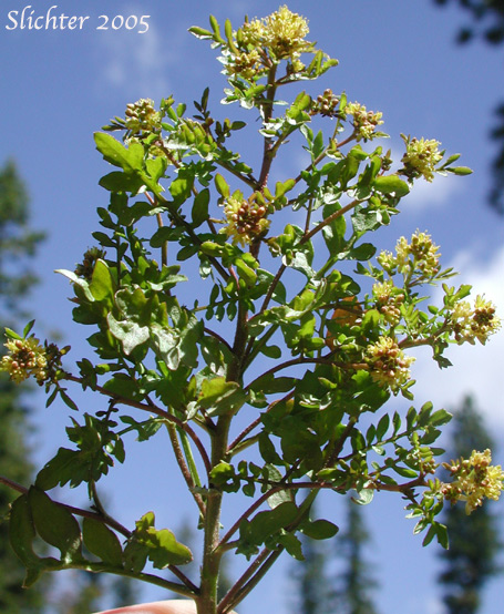 Curvepod Yellowcress, Western Yellowcress: Rorippa curvisiliqua (Synonyms: Rorippa curvisiliqua var. curvisiliqua, Rorippa curvisiliqua var. lyrata, Rorippa curvisiliqua var. nuttallii, Rorippa curvisiliqua var. orientalis, Rorippa curvisiliqua var. procumbens, Rorippa curvisiliqua var. spatulata)