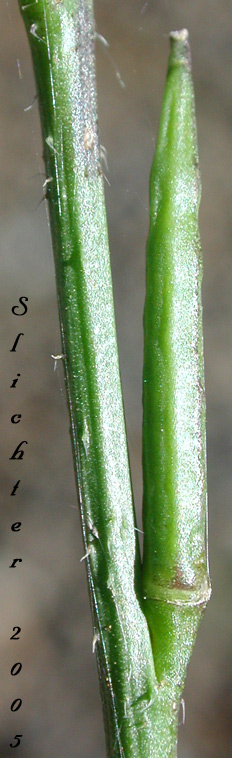 Fruits of Hedgemustard, Hedge Mustard: Sisymbrium officinale (Synonyms: Erysimum officinale, Sisymbrium officinale var. leiocarpum, Sisymbrium officinale var. officinale)