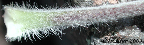 Alpine Smelowskia, Fernleaf False Candy Tuft, Siberian Smelowskia: Smelowskia americana (Synonyms: Smelowskia calycina, Smelowskia calycina var. americana)