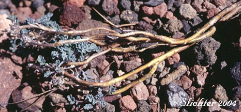 The Genus Smelowskia Mt. Adams Country