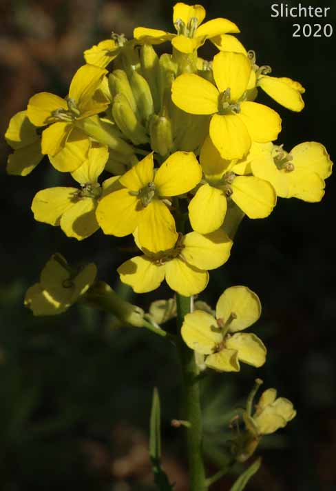 Inflorescence of Douglas' Wallflower, Prairie Rocket, Rough Wallflower, Sanddune Wallflower, Western Wallflower: Erysimum capitatum var. capitatum (Synonyms: Erysimum arkansanum, Erysimum asperum, Erysimum asperum ssp. capitatum, Erysimum asperum var. arkansanum, Erysimum asperum var. capitatum , Erysimum capitaum var. stellatum, Erysimum capitatum var. washoense, Erysimum elatum, Erysimum moniliforme, Erysimum wheeleri)