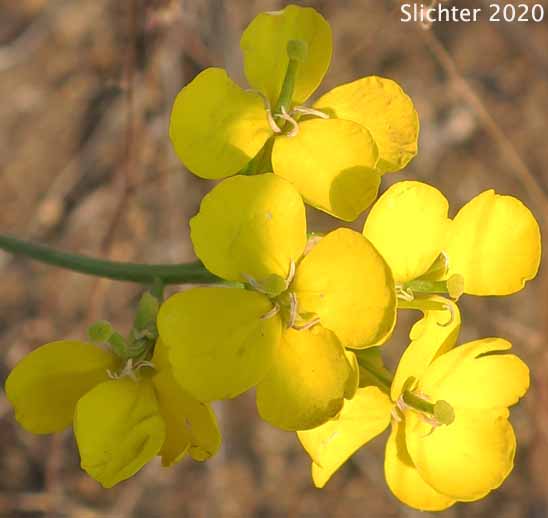 Douglas' Wallflower, Prairie Rocket, Rough Wallflower, Sanddune Wallflower, Western Wallflower: Erysimum capitatum var. capitatum (Synonyms: Erysimum arkansanum, Erysimum asperum, Erysimum asperum ssp. capitatum, Erysimum asperum var. arkansanum, Erysimum asperum var. capitatum , Erysimum capitaum var. stellatum, Erysimum capitatum var. washoense, Erysimum elatum, Erysimum moniliforme, Erysimum wheeleri)