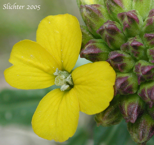 Flower of Douglas' Wallflower, Prairie Rocket, Rough Wallflower, Sanddune Wallflower, Western Wallflower Erysimum capitatum var. capitatum (Synonyms: Erysimum arkansanum, Erysimum asperum, Erysimum asperum var. arkansanum, Erysimum asperum var. capitatum, Erysimum capitatum ssp. capitatum, Erysimum capitatum var. stellatum, Erysimum capitatum var. washoense, Erysimum elatum, Erysimum moniliforme, Erysimum wheeleri)