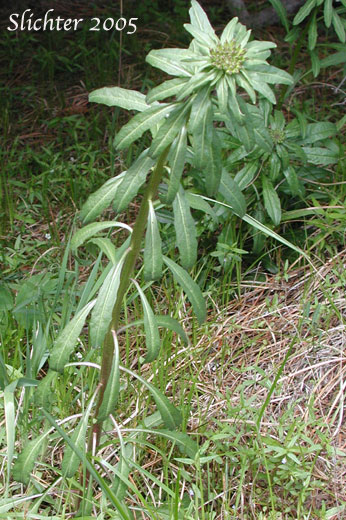 Leafy stem of Douglas' Wallflower, Prairie Rocket, Rough Wallflower, Sanddune Wallflower, Western Wallflower: Erysimum capitatum var. capitatum (Synonyms: Erysimum arkansanum, Erysimum asperum, Erysimum asperum ssp. capitatum, Erysimum asperum var. arkansanum, Erysimum asperum var. capitatum , Erysimum capitaum var. stellatum, Erysimum capitatum var. washoense, Erysimum elatum, Erysimum moniliforme, Erysimum wheeleri)