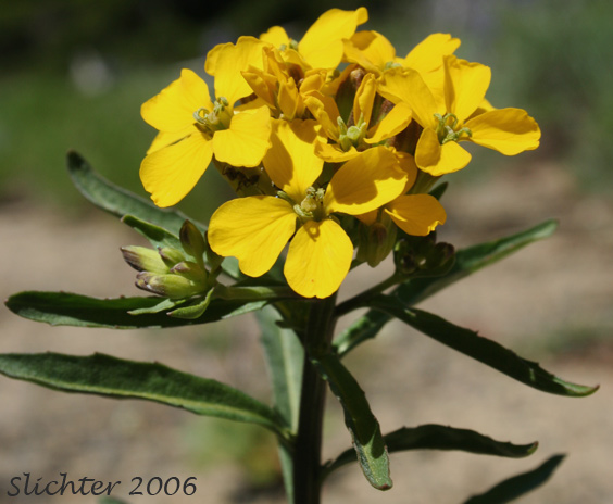 Douglas' Wallflower, Prairie Rocket, Rough Wallflower, Sanddune Wallflower, Western Wallflower: Erysimum capitatum var. capitatum (Synonyms: Erysimum arkansanum, Erysimum asperum, Erysimum asperum ssp. capitatum, Erysimum asperum var. arkansanum, Erysimum asperum var. capitatum , Erysimum capitaum var. stellatum, Erysimum capitatum var. washoense, Erysimum elatum, Erysimum moniliforme, Erysimum wheeleri)