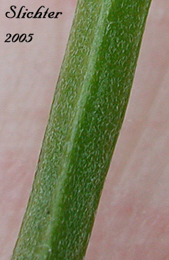Pod of Douglas' Wallflower, Prairie Rocket, Rough Wallflower, Sanddune Wallflower, Western Wallflower Erysimum capitatum var. capitatum (Synonyms: Erysimum arkansanum, Erysimum asperum, Erysimum asperum var. arkansanum, Erysimum asperum var. capitatum, Erysimum capitatum ssp. capitatum, Erysimum capitatum var. stellatum, Erysimum capitatum var. washoense, Erysimum elatum, Erysimum moniliforme, Erysimum wheeleri)
