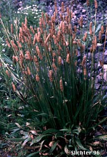 Narrowleaf Plantain , English Plantain, Buckhorn Plantain, Ribwort: Plantago lanceolata