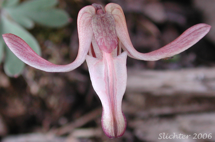Flower of Longhorn Steer's-head, Long-horn Steer's-head, One-flowered Dicentra, Steer's Head: Dicentra uniflora