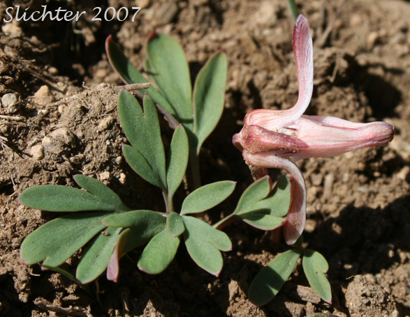 Longhorn Steer's-head, Long-horn Steer's-head, One-flowered Dicentra, Steer's Head: Dicentra uniflora