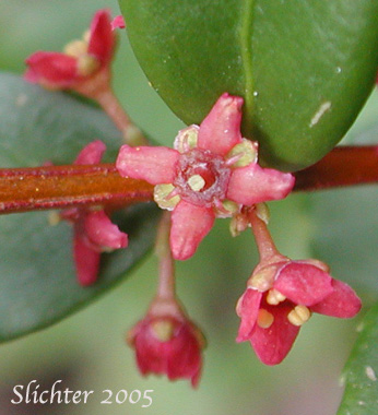 Flower of Mountain Lover, Oregon Boxleaf, Oregon Boxwood: Paxistima myrsinites (Synonyms: Ilex myrsinites, Myginda myrtifolia, Oreophila myrtifolia, Pachistima myrsinites, Pachystima myrsinites, Paxistima myrsinites ssp. mexicana)