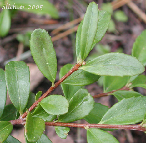 Leaves of Mountain Lover, Oregon Boxleaf, Oregon Boxwood: Paxistima myrsinites (Synonyms: Ilex myrsinites, Myginda myrtifolia, Oreophila myrtifolia, Pachistima myrsinites, Pachystima myrsinites, Paxistima myrsinites ssp. mexicana)