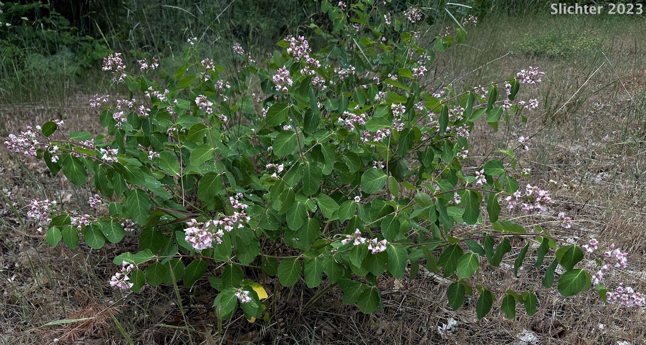 Flytrap Dogbane, Spreading Dogbane, Bitter-root Dogbane: Apocynum androsaemifolium (Synonyms: Apocynum ambigens, Apocynum androsaemifolium ssp. pumilum, Apocynum androsaemifolium var. androsaemifolium, Apocynum androsaemifolium var. pumilum)