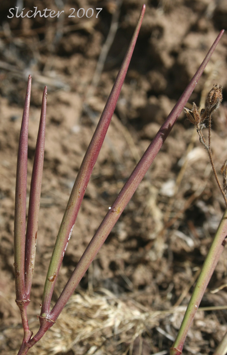 Fruits of Flytrap Dogbane, Spreading Dogbane, Bitter-root Dogbane: Apocynum androsaemifolium var. pumilum (Synonyms: Apocynum androsaemifolium ssp. pumilum, Apocynum androsaemifolium var. tomenstellum, Apocynum pumilum, Apocynum pumilum var. pumilum, Apocynum pumilum var. rhomboideum)