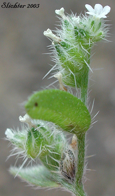 Pinewoods Cryptantha, Pinewoods Cat's Eye: Cryptantha simulans