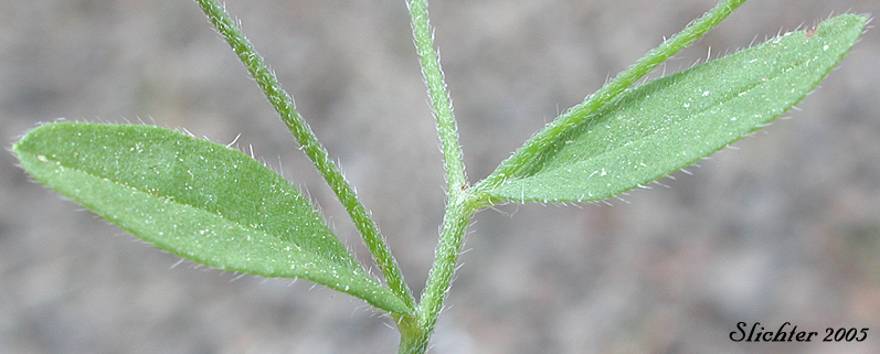 stem leaves of Pinewoods Cryptantha, Pinewoods Cat's Eye: Cryptantha simulans
