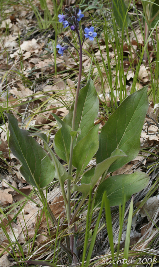 Adeline's Hound's-tongue, Great Hound's-tongue, Pacific Hound's-tongue: Adelinia grande (Synonym: Cynoglossum grande)