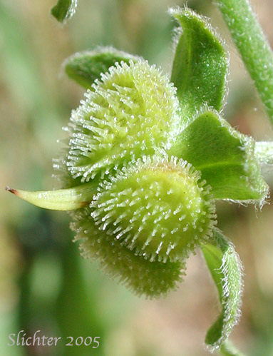 Fruits of Common Hound's-tongue, Common Hound's Tongue, Gypsy Flower: Cynoglossum officinale