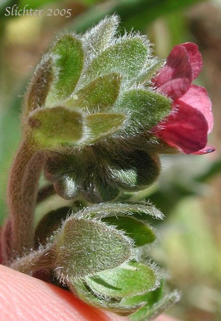 Inflorescence of Common Hound's-tongue, Common Hound's Tongue, Gypsy Flower: Cynoglossum officinale