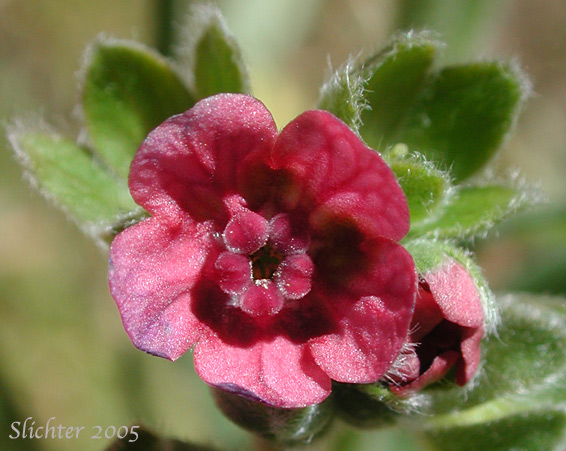 Flower of Common Hound's-tongue, Common Hound's Tongue, Gypsy Flower: Cynoglossum officinale