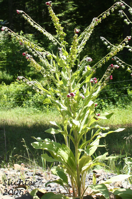 Common Hound's-tongue, Common Hound's Tongue, Gypsy Flower: Cynoglossum officinale
