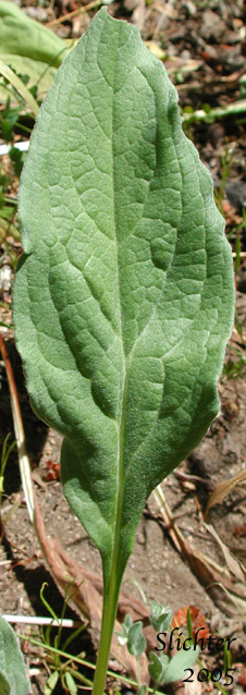Leaf of Common Hound's-tongue, Common Hound's Tongue, Gypsy Flower: Cynoglossum officinale