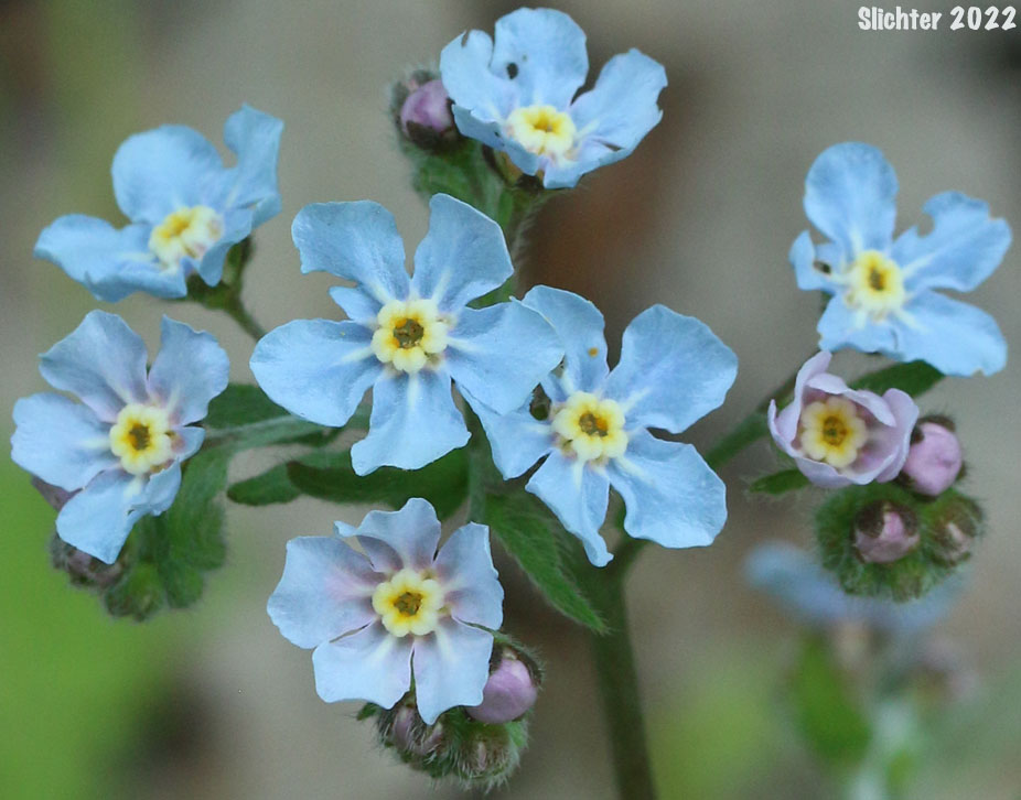 Difuse Stickseed, Spreading Stickseed: Hackelia diffusa var. diffusa (Synonym: Hackelia saxatilis)