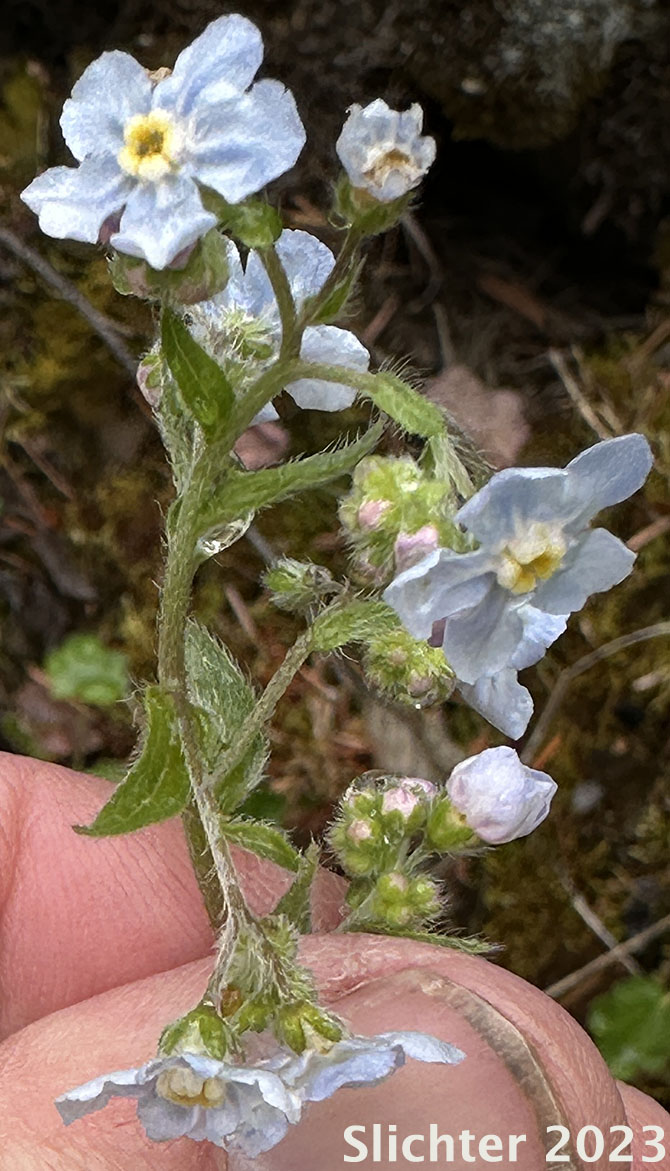 Difuse Stickseed, Spreading Stickseed: Hackelia diffusa var. diffusa (Synonym: Hackelia saxatilis)