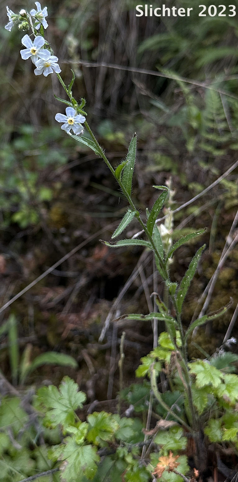 Difuse Stickseed, Spreading Stickseed: Hackelia diffusa var. diffusa (Synonym: Hackelia saxatilis)